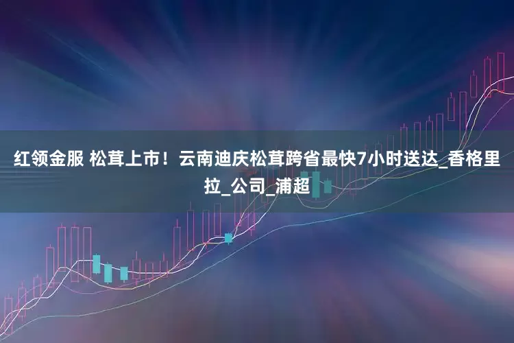红领金服 松茸上市！云南迪庆松茸跨省最快7小时送达_香格里拉_公司_浦超